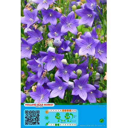 Léggömbvirág (Platycodon) Blue termék fotó 1 Léggömbvirág (Platycodon) Blue kép 1 termék 76497