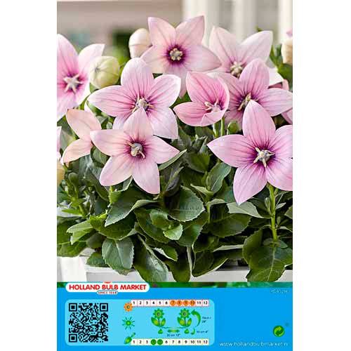 Léggömbvirág (Platycodon) Pink kép 1 termék 76498