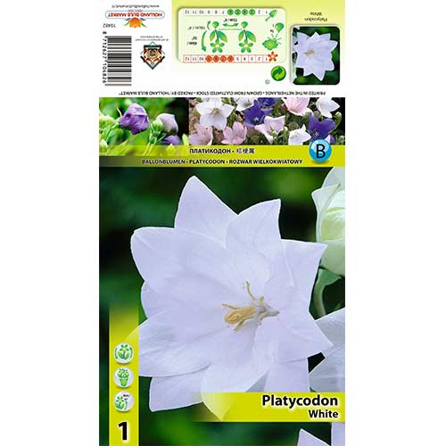 Léggömbvirág (Platycodon) White termék fotó 1 Léggömbvirág (Platycodon) White kép 1 termék 70449
