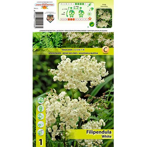 Legyezőfű (Filipendula) Alba kép 1 termék 70387