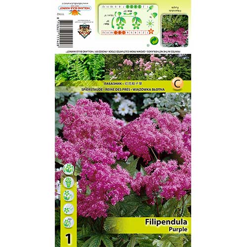 Legyezőfű (Filipendula) Purple kép 1 termék 70388