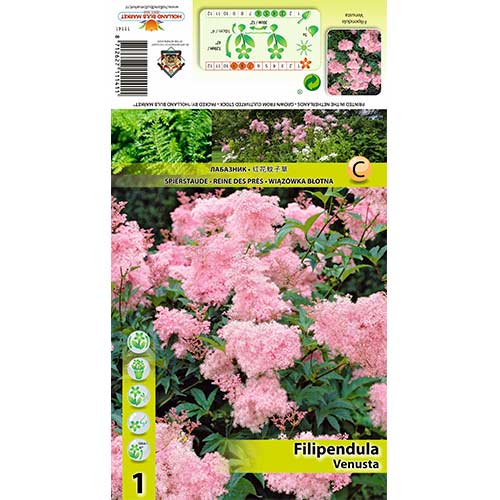 Legyezőfű (Filipendula) Venusta kép 1 termék 70389