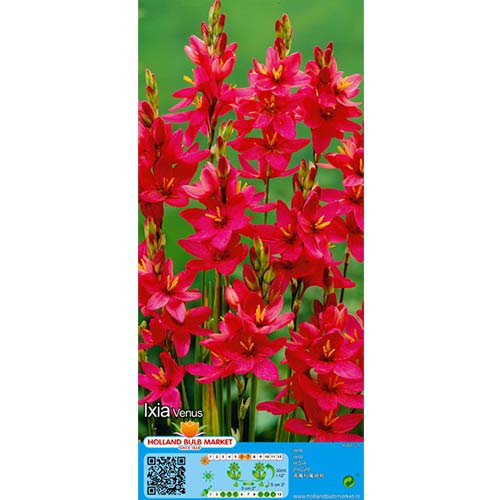 Lépliliom Venus kép 1 termék 76297