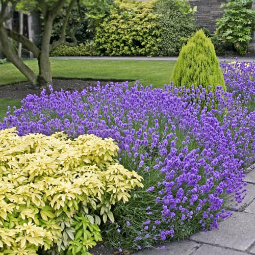 Levendula Dwarf Blue, P9 kép 1 termék 9069