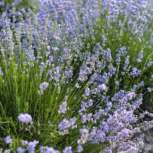 Levendula Granny's Bouquet, P9 kép 1 termék 1593