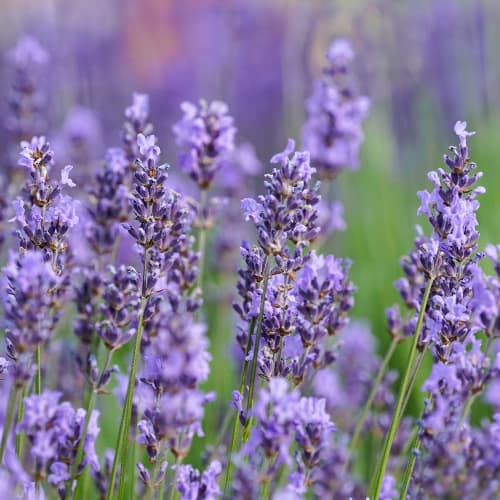 Levendula Sensational, P9 kép 1 termék 1597