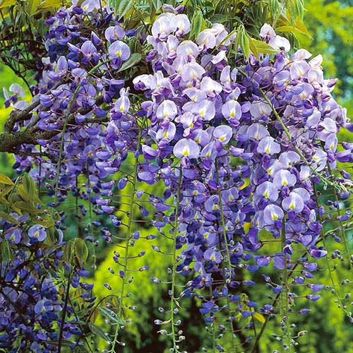 Lilaakác Longwood Purple, C2 kép 1 termék 8239