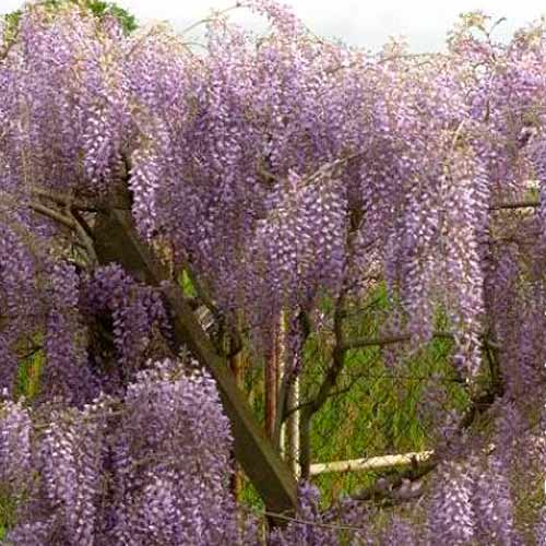 Lilaakác (Wisteria floribunda) Issai termék fotó 1 Lilaakác (Wisteria floribunda) Issai kép 1 termék 5632