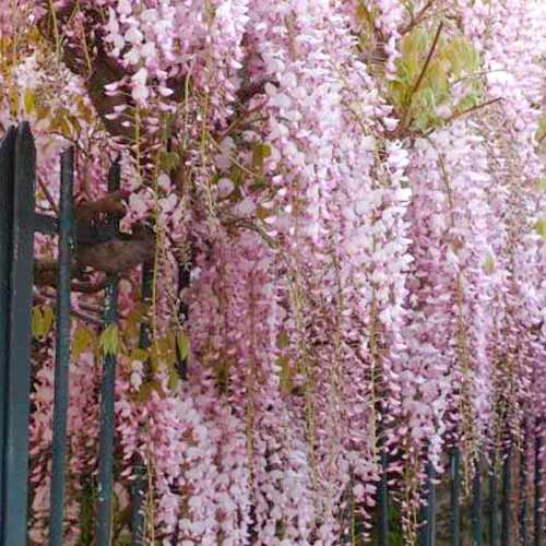 Lilaakác (Wisteria floribunda) Rosea termék fotó 1 Lilaakác (Wisteria floribunda) Rosea kép 1 termék 5631