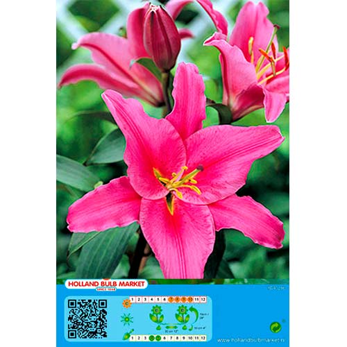 Liliom Acapulco kép 1 termék 76465