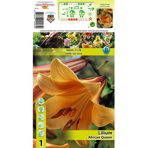 Liliom African Queen termék fotó 1 Liliom African Queen kép 1 termék 70422