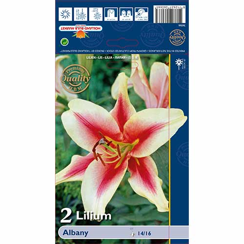 Liliom Albany termék fotó 1 Liliom Albany kép 1 termék 70232