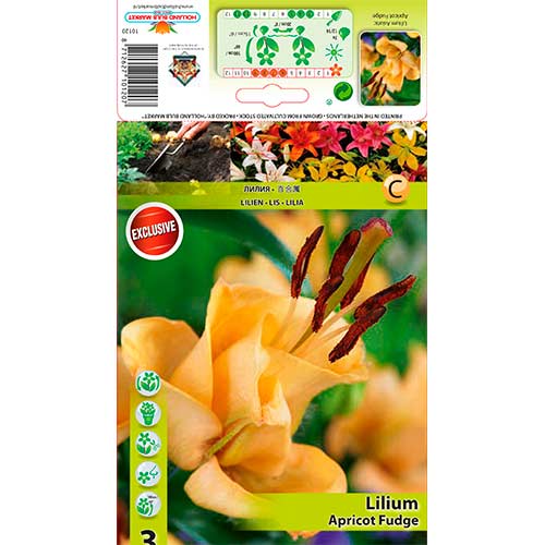 Liliom Apricot Fudge termék fotó 1 Liliom Apricot Fudge kép 1 termék 76302