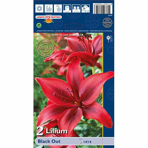 Liliom Black Out kép 1 termék 67387