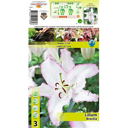 Liliom Brasilia termék fotó 1 Liliom Brasilia kép 1 termék 70424