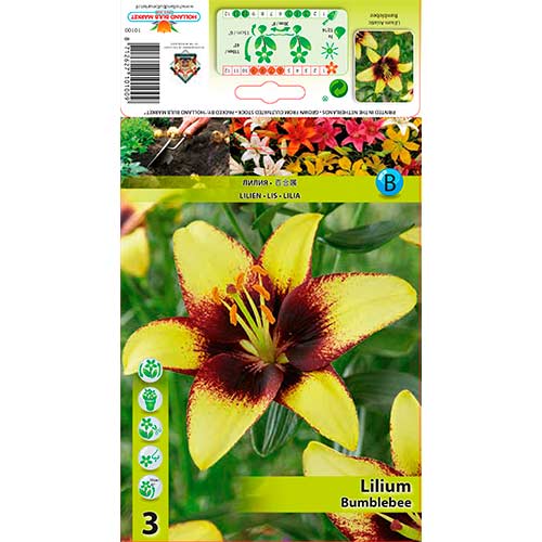 Liliom Bumblebee termék fotó 1 Liliom Bumblebee kép 1 termék 76305