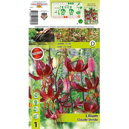 Liliom Claude Shride kép 1 termék 77822