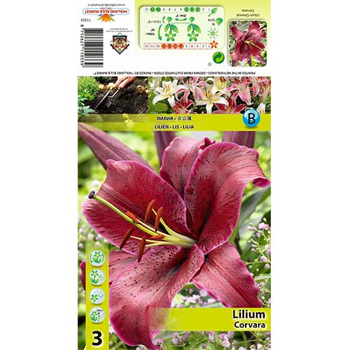 Liliom Corvara termék fotó 1 Liliom Corvara kép 1 termék 70427