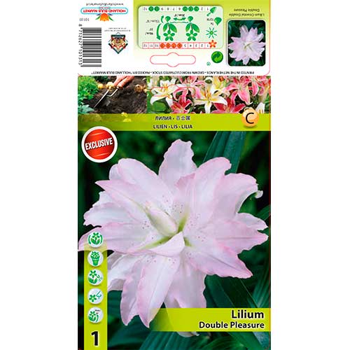 Liliom Double Pleasure termék fotó 1 Liliom Double Pleasure kép 1 termék 76306