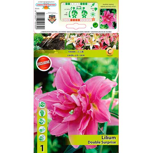 Liliom Double Surprise termék fotó 1 Liliom Double Surprise kép 1 termék 76307