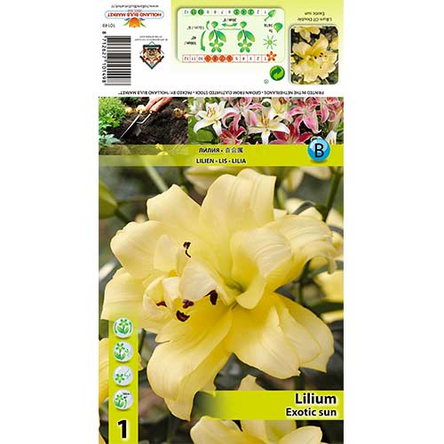 Liliom Exotic Sun termék fotó 1 Liliom Exotic Sun kép 1 termék 70429