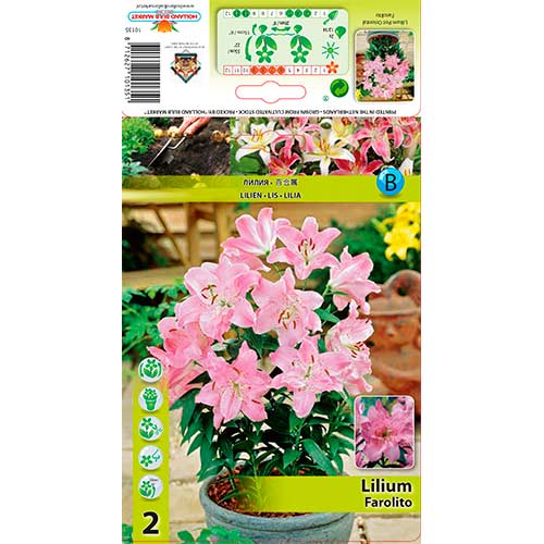 Liliom Farolito kép 1 termék 76308