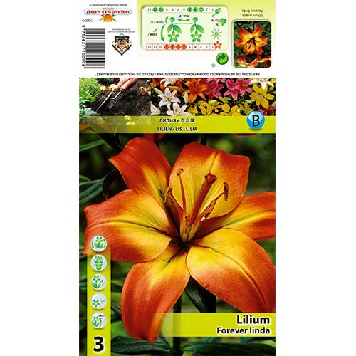 Liliom Forever Linda termék fotó 1 Liliom Forever Linda kép 1 termék 70431