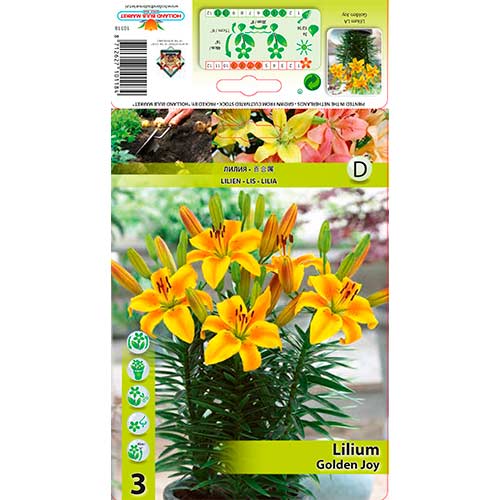 Liliom Golden Joy termék fotó 1 Liliom Golden Joy kép 1 termék 76603