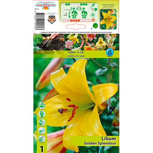 Liliom Golden Splendour termék fotó 1 Liliom Golden Splendour kép 1 termék 76309