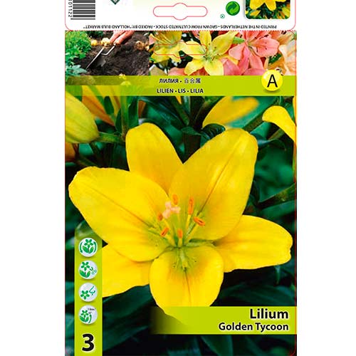 Liliom Golden Tycoon termék fotó 1 Liliom Golden Tycoon kép 1 termék 76602