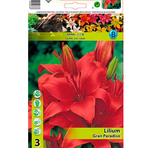 Liliom Gran Paradiso kép 1 termék 76467