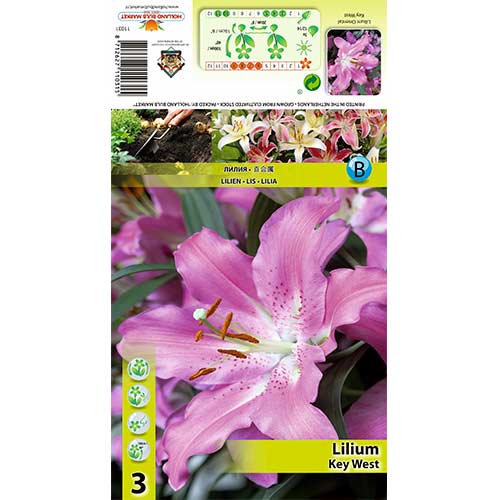 Liliom Key West kép 1 termék 70433