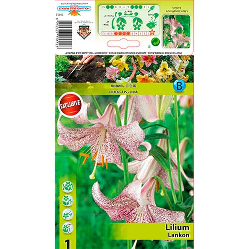 Liliom Lankon termék fotó 1 Liliom Lankon kép 1 termék 76312