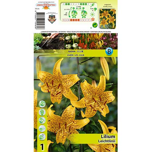 Liliom Leichtlinii termék fotó 1 Liliom Leichtlinii kép 1 termék 70434