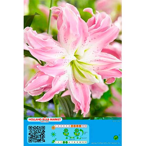 Liliom Lotus Elegance kép 1 termék 76663