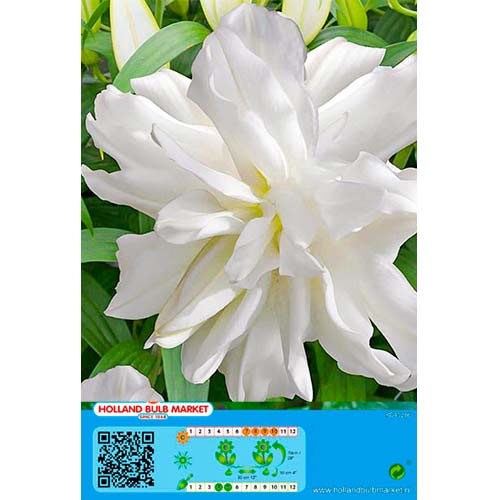Liliom Lotus Ice kép 1 termék 76664