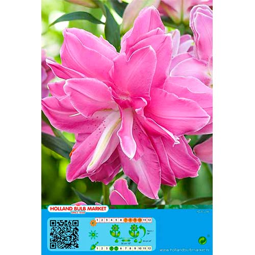 Liliom Lotus Wonder kép 1 termék 76665
