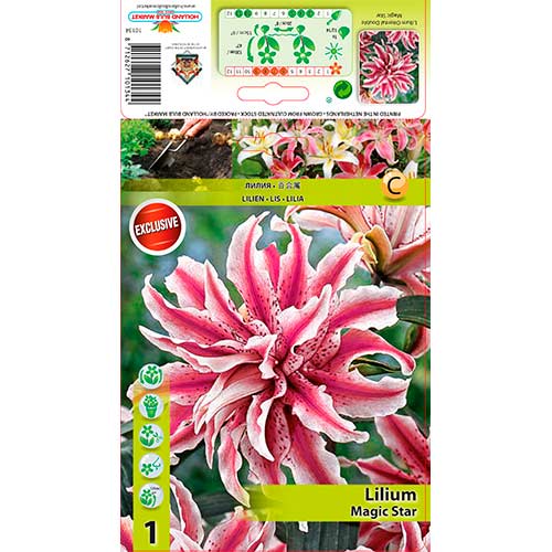 Liliom Magic Star kép 1 termék 76314