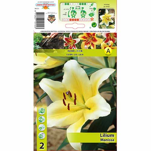 Liliom Manissa kép 1 termék 70276