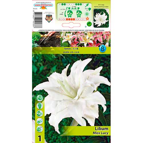 Liliom Miss Lucy kép 1 termék 76316