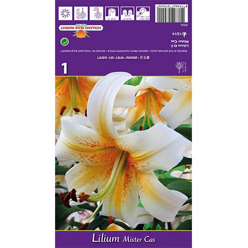 Liliom Mister Cas kép 1 termék 77841