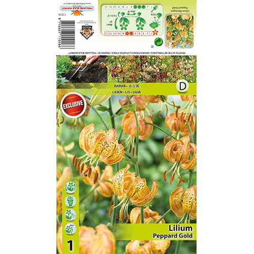 Liliom Peppart Gold termék fotó 1 Liliom Peppart Gold kép 1 termék 77823