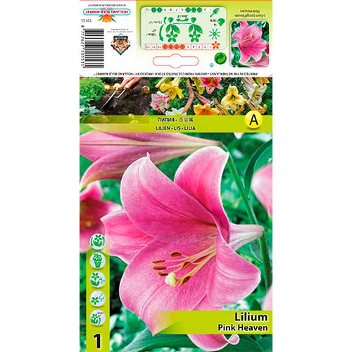 Liliom Pink Heaven termék fotó 1 Liliom Pink Heaven kép 1 termék 76317