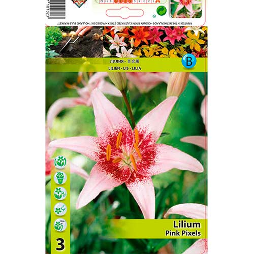 Liliom Pink Pixels termék fotó 1 Liliom Pink Pixels kép 1 termék 76605