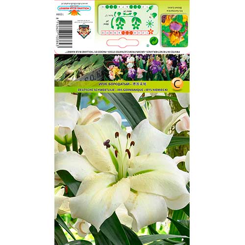 Liliom Pretty women termék fotó 1 Liliom Pretty women kép 1 termék 76318