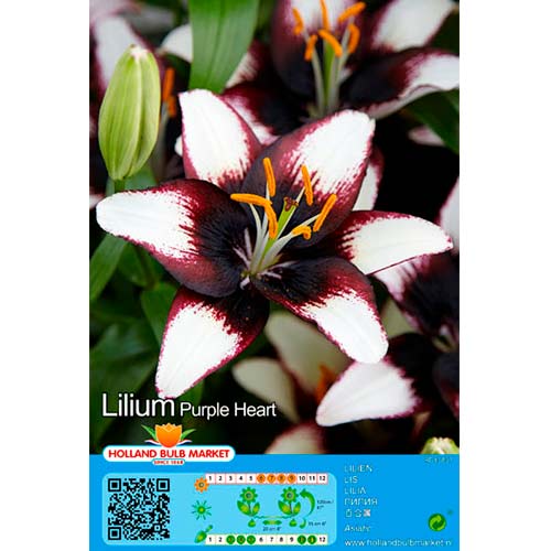 Liliom Purple Heart kép 1 termék 76475