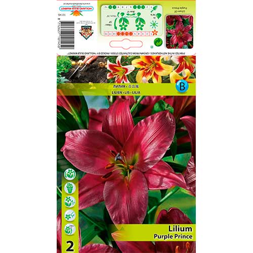 Liliom Purple Prince kép 1 termék 76319