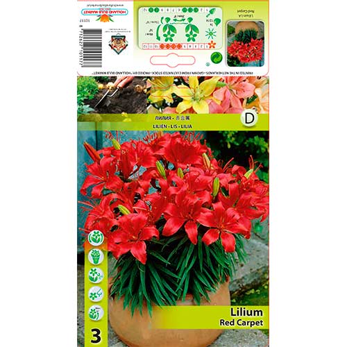 Liliom Red Carpet kép 1 termék 76320