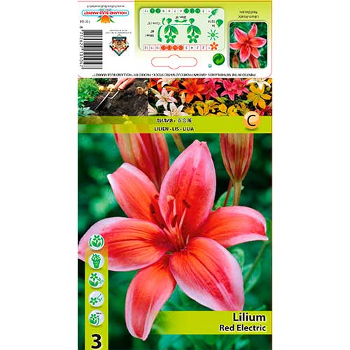 Liliom Red Electric termék fotó 1 Liliom Red Electric kép 1 termék 76321