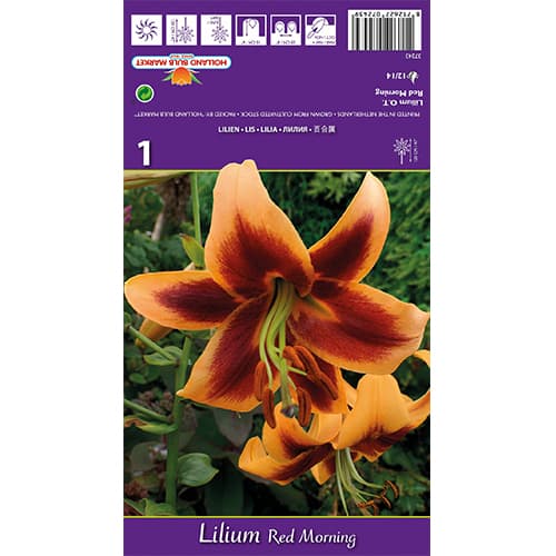 Liliom Red Morning kép 1 termék 77842